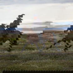 horse riding holiday in Iceland Wilderness Expedition