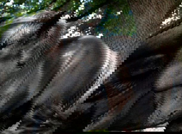 Horse Breed: Nonius - Horse Breeds Pictures - Globetrotting horse riding holidays