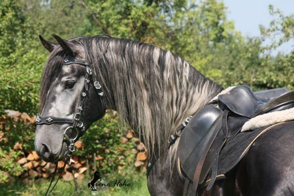 Horse Breed: Warlander - Irene Hohe / Warlander-Franken - Globetrotting horse riding holidays