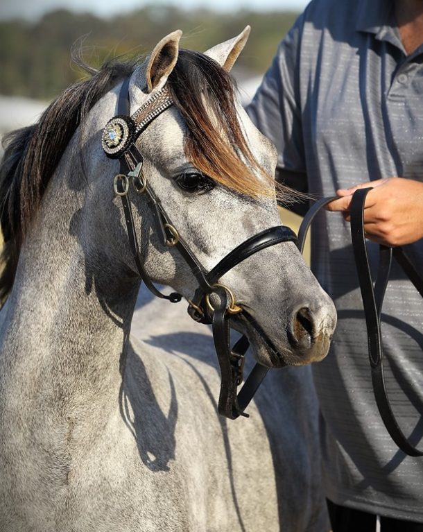 Horse Breed: Australian Pony - Tracey Bavinton - Globetrotting horse riding holidays