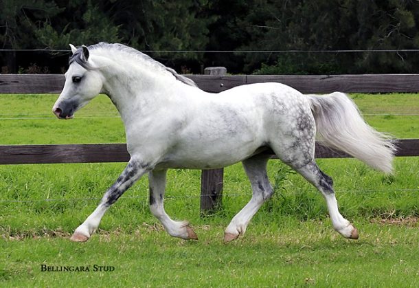 Horse Breed: Welsh Pony and Cob - Bellingara Stud - Globetrotting horse riding holidays