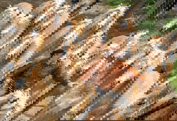 The Haflinger Horse Run - AP Photo / Jens Meyer - Globetrotting horse riding holidays