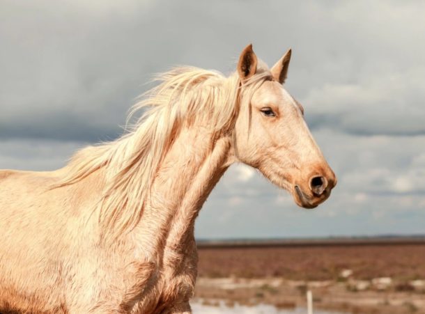 Horse Breed: Marismeño - photo by David Rengel - Globetrotting horse riding holidays