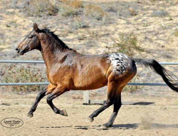 Horse Breed: Nez Perce - Globetrotting horse riding holidays