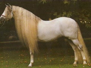 Horse Breed: Florida Cracker - Globetrotting horse riding holidays