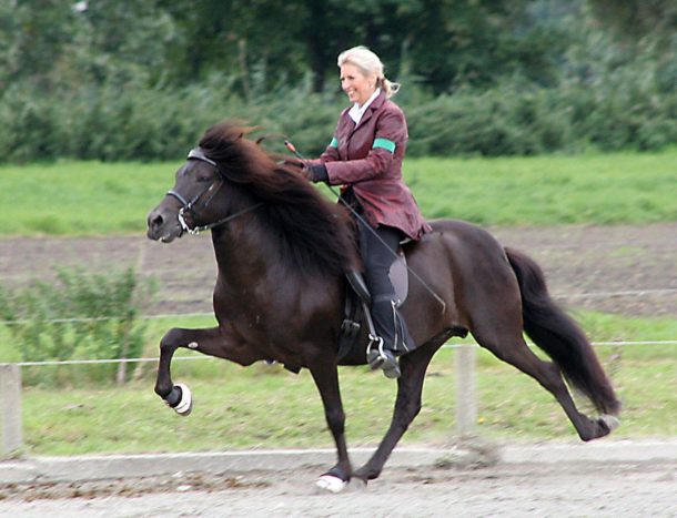 Horse Breed: Aegidienberger - photo by Gaedingar Group - Globetrotting horse riding holidays