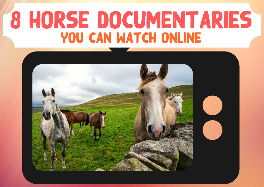 Eight Horse Documentaries You Can Watch Online Horse Riding Holidays