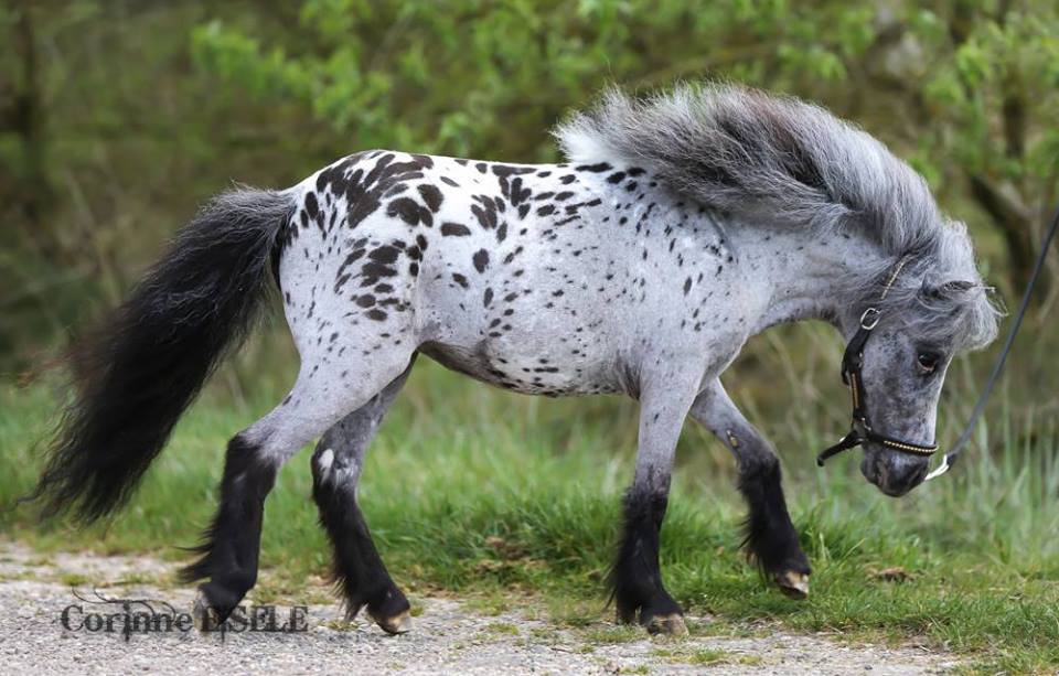 Falabella Horse