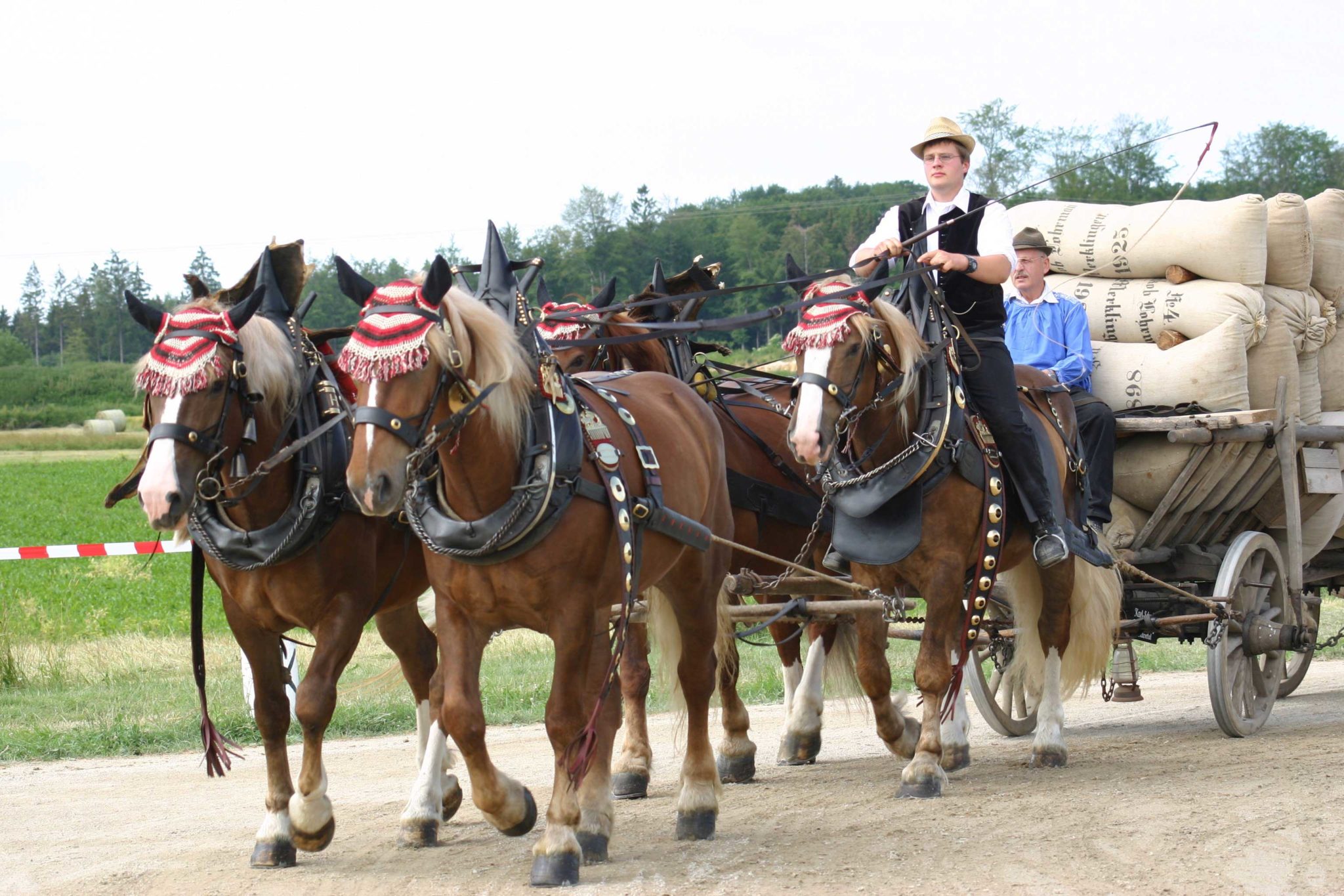 Horse Breed South German Coldblood