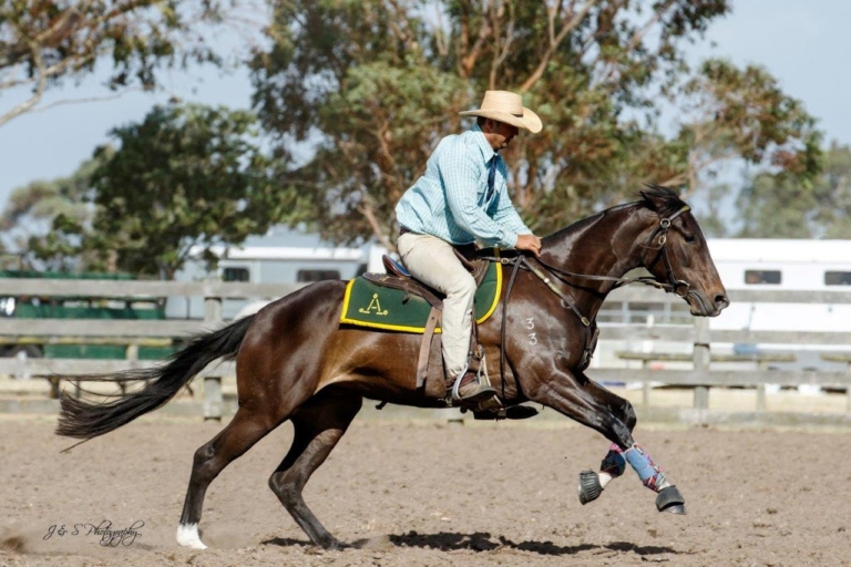 Horse Breed Australian Stock Horse