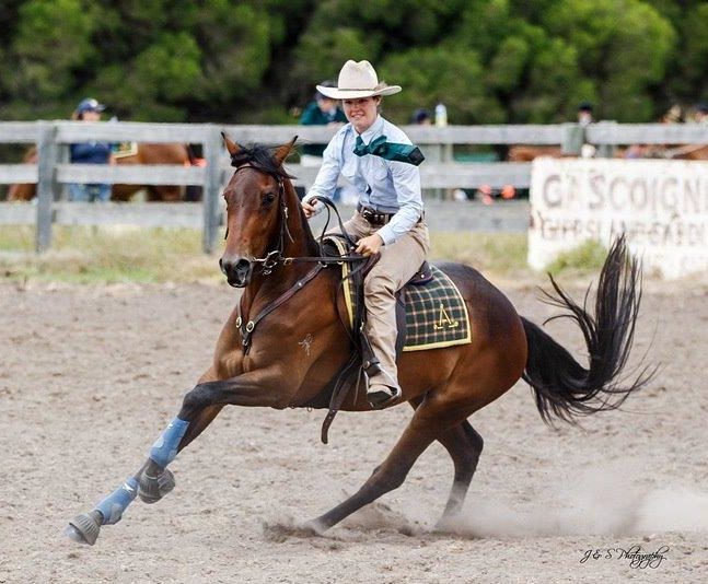 Horse Breed Australian Stock Horse