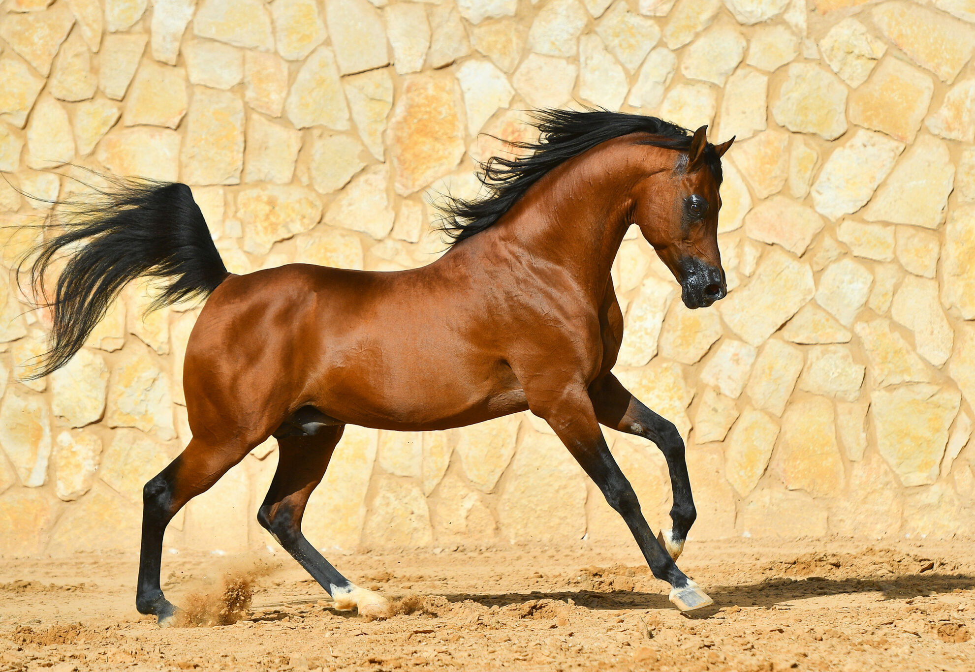 Horse Breed Arabian Horse Breed Arabian