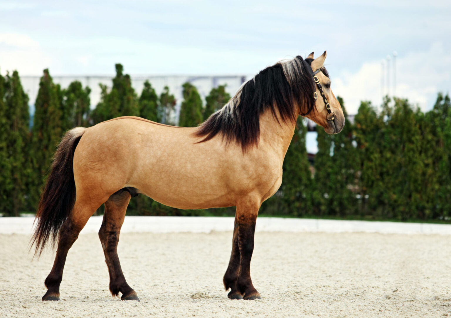 Horse Breed Paso Fino