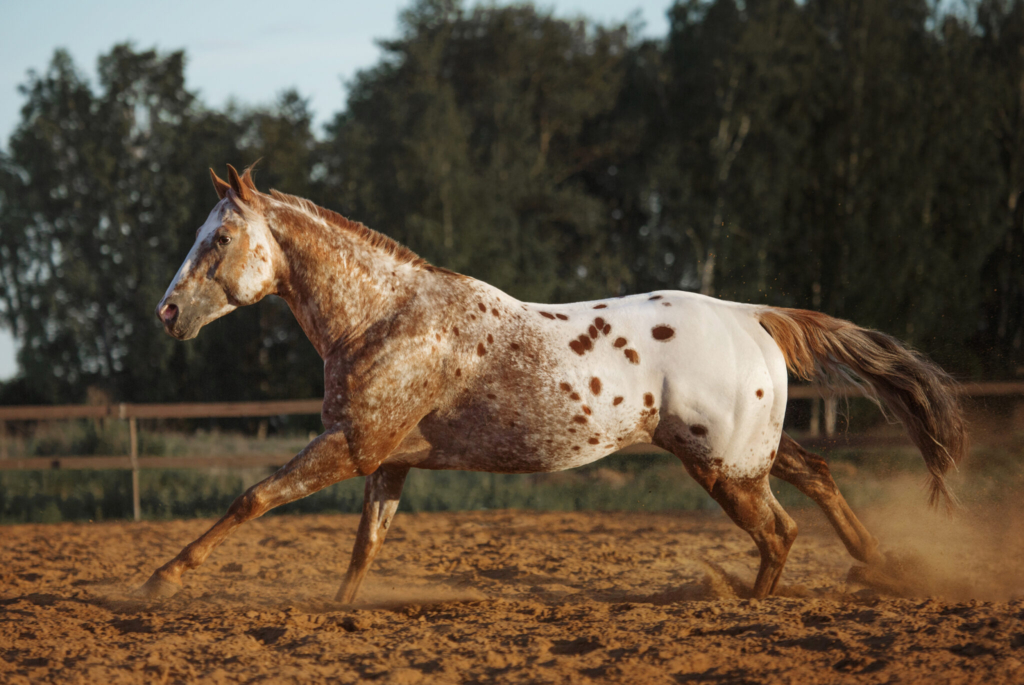 Horse Breed Appaloosa