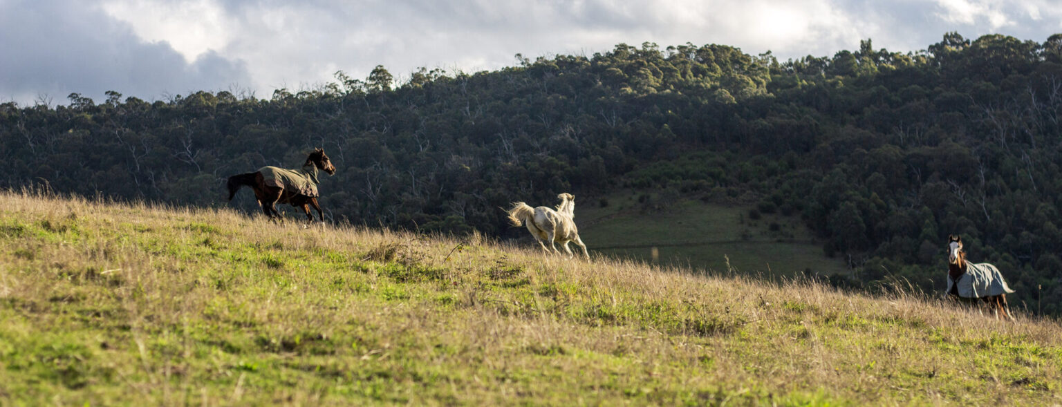 The Yarra Valley Ride in Pictures Horse Riding Holidays and Safaris