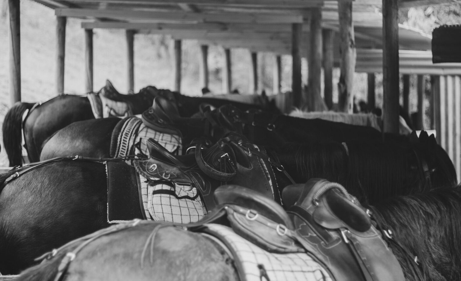 The Yarra Valley Ride in Pictures Horse Riding Holidays and Safaris