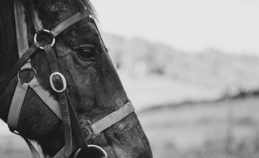 The Yarra Valley Ride in Pictures Horse Riding Holidays and Safaris