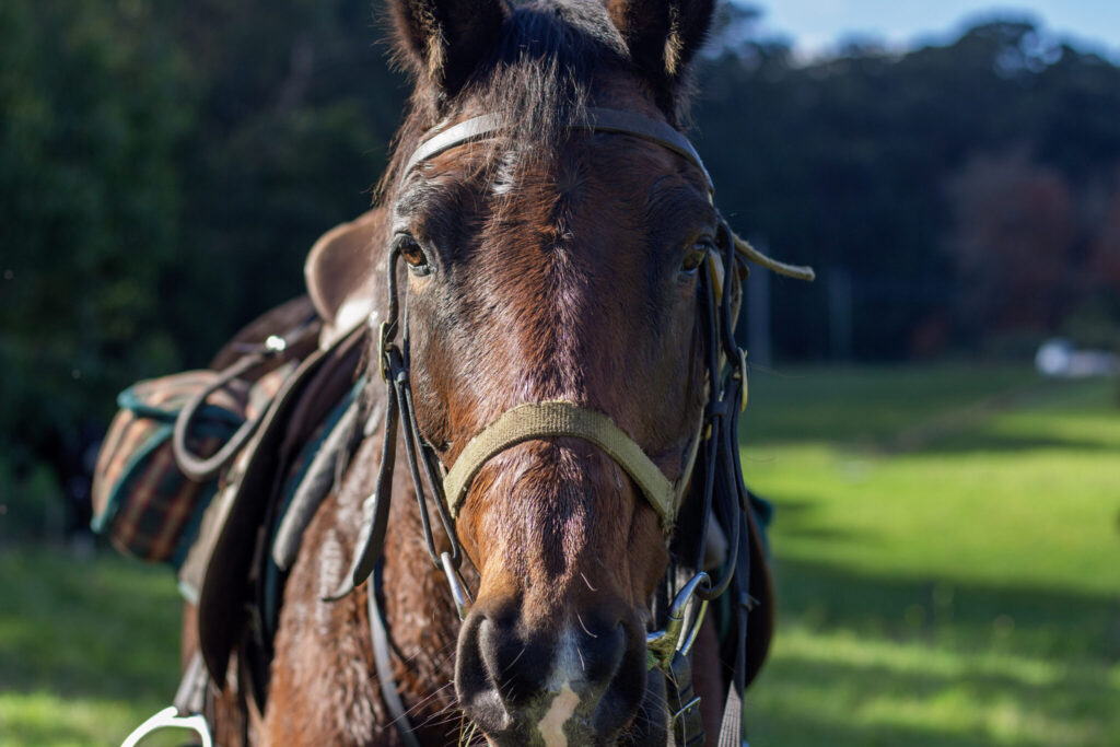 The Yarra Valley Ride in Pictures Horse Riding Holidays and Safaris