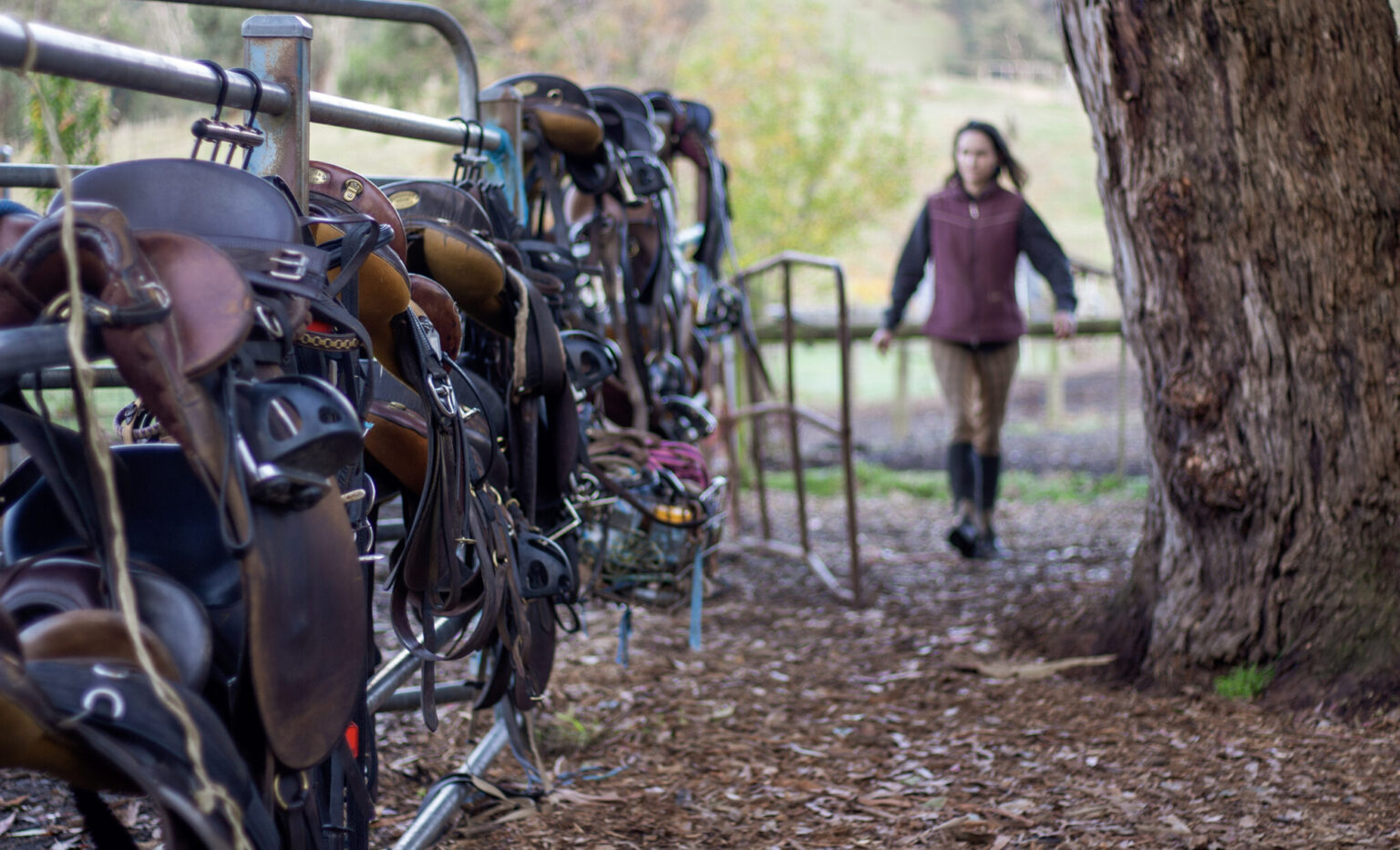 The Yarra Valley Ride in Pictures Horse Riding Holidays and Safaris