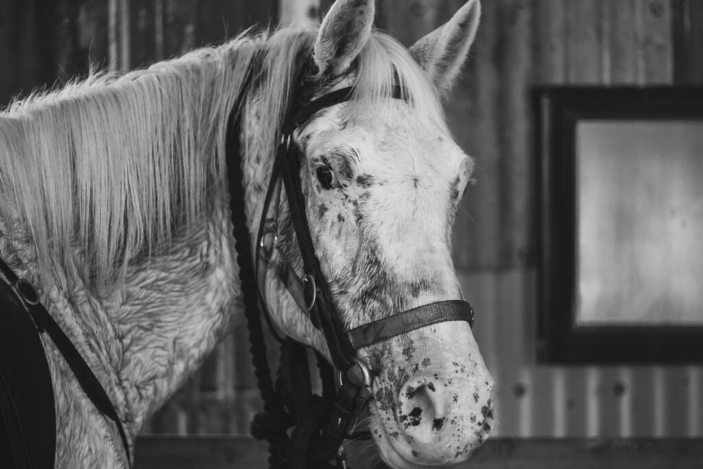 The Yarra Valley Ride in Pictures Horse Riding Holidays and Safaris