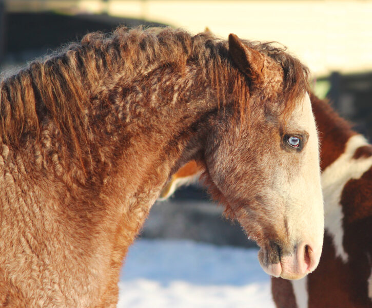 Horse Cultures of the World Archives Horse Riding Holidays and Safaris