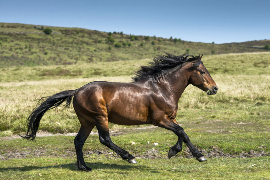 Horse Breed Dartmoor Pony