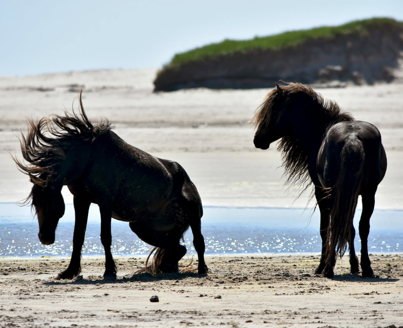 Horse Breed Sable Island Horse