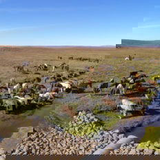 horse riding holiday in Iceland Wilderness Expedition