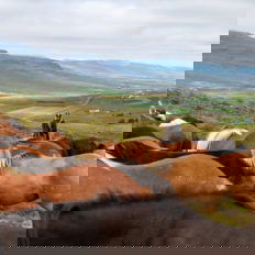 horse riding holiday in Iceland Wilderness Expedition