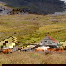 horse riding holiday in Iceland Wilderness Expedition