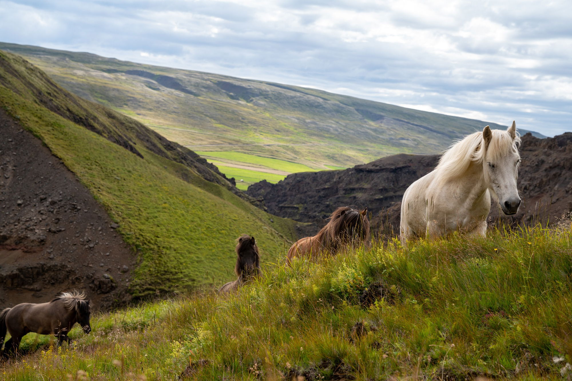 horse riding holiday in Iceland Wilderness Expedition