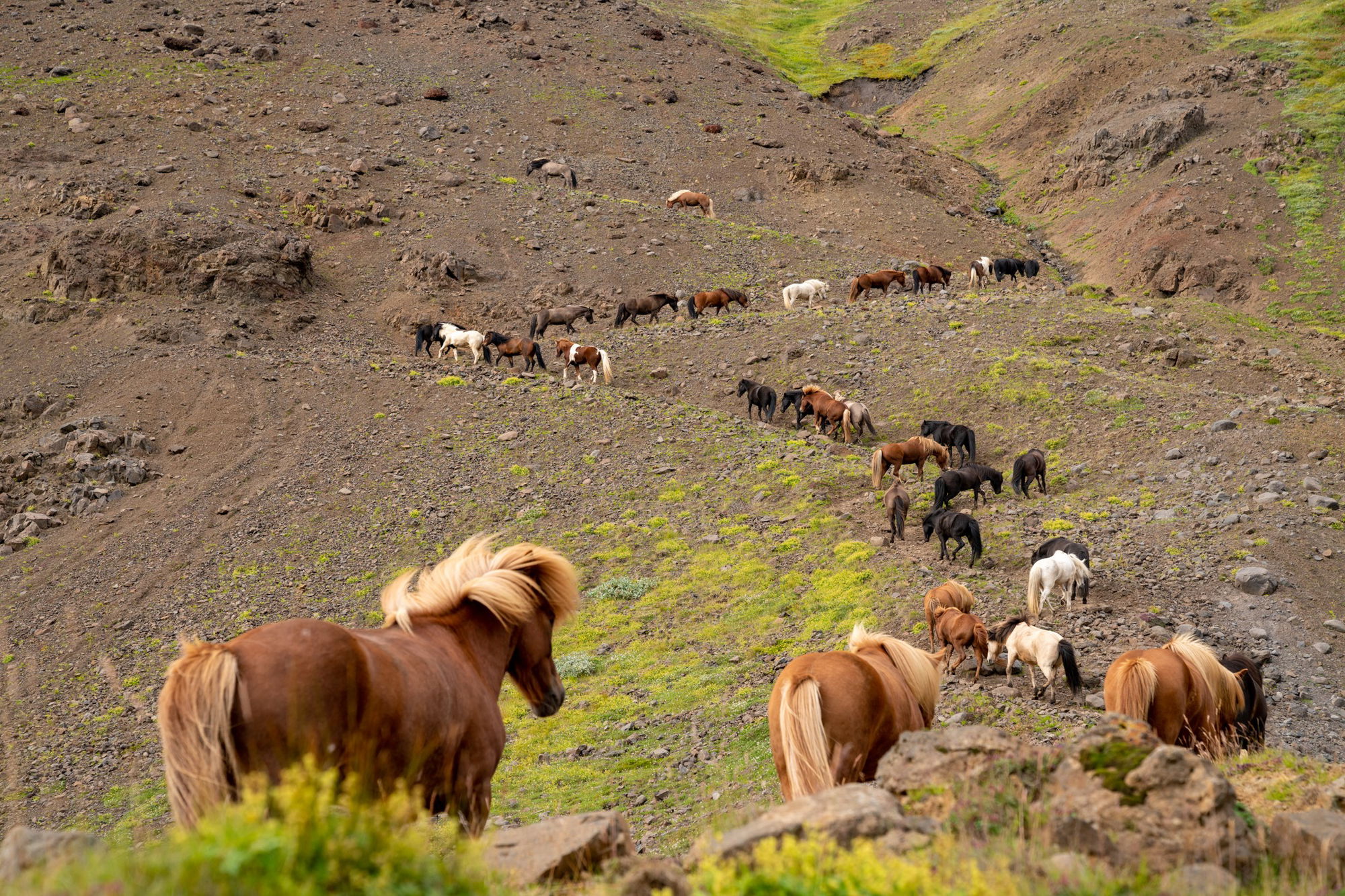 horse riding holiday in Iceland Wilderness Expedition