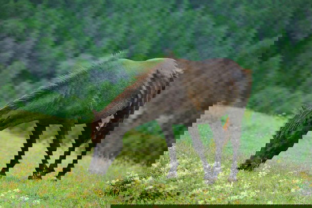 horse breed: Misaki - That's Farming - Globetrotting horse riding holidays