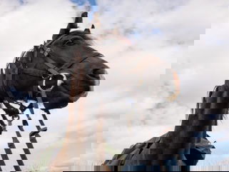 horse riding holiday in Wales