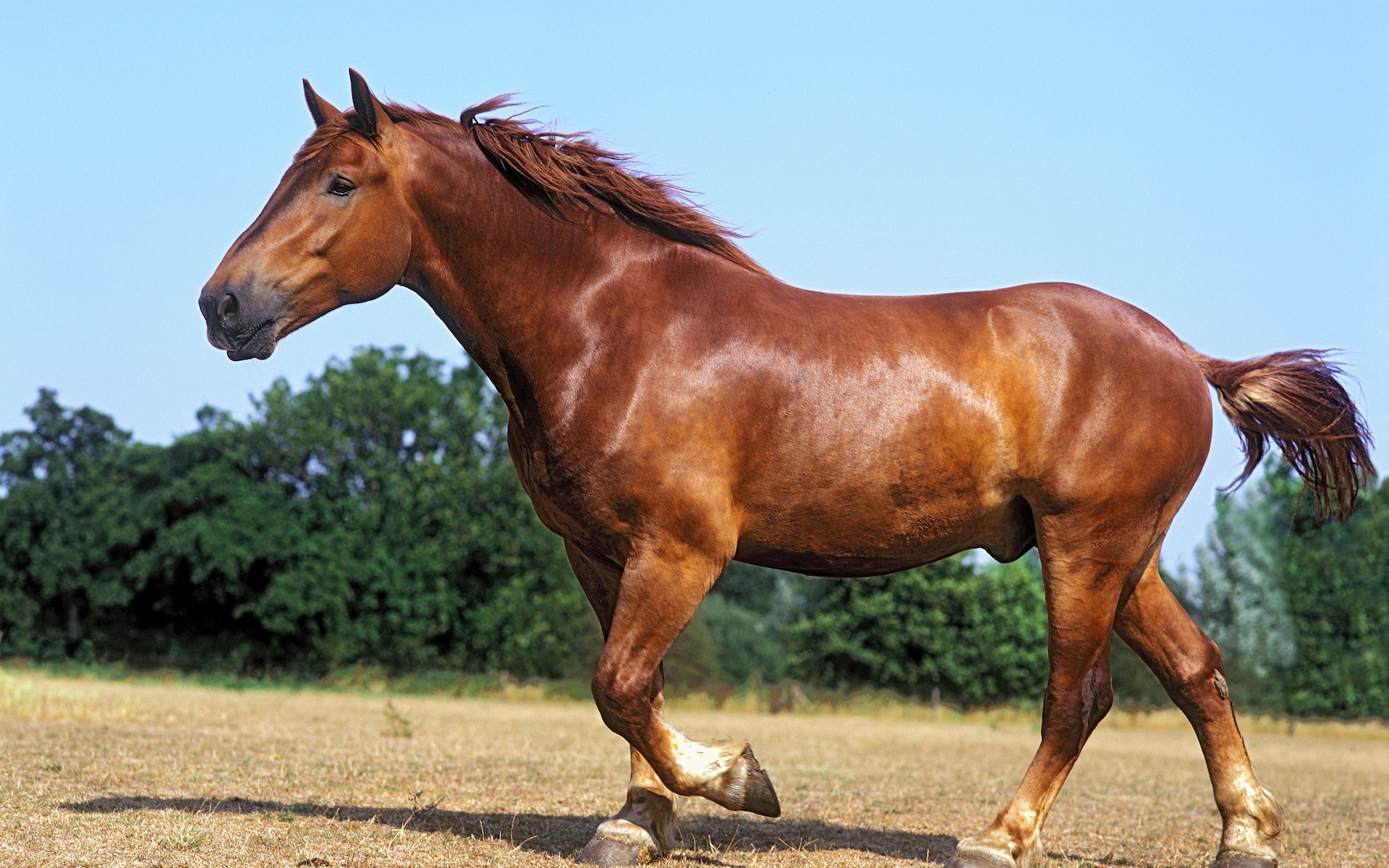 Horse Breed Suffolk Punch Horse Riding Holidays and Safaris
