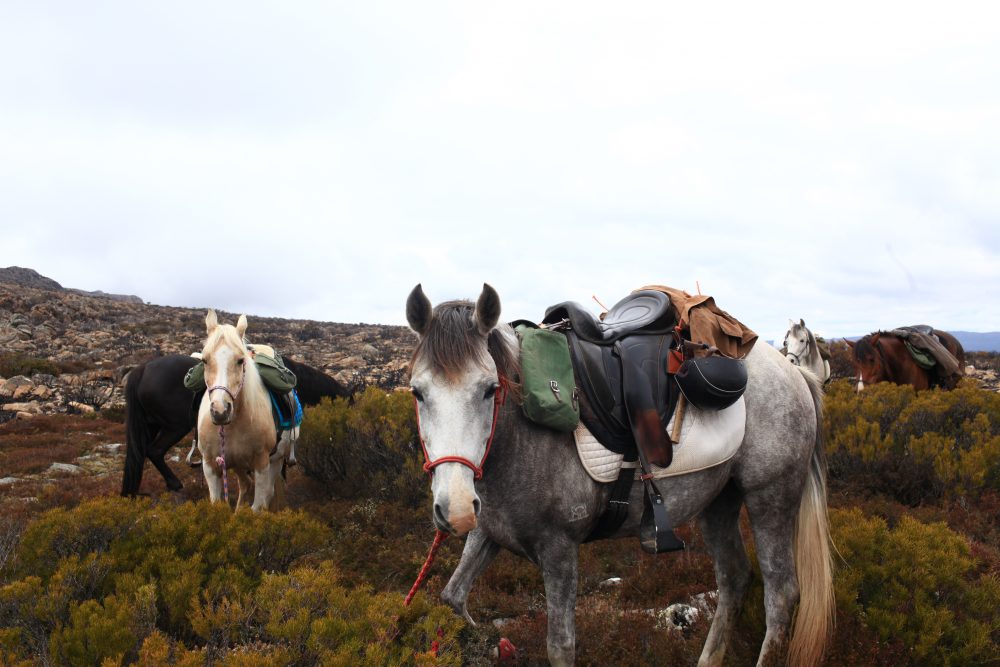 Tasmania, Australia Globe Trotting Horse Riding Holidays and Safaris