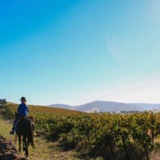 horse riding holiday Barossa Valley