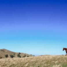 horse riding holiday Barossa Valley