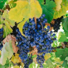 horse riding holiday Barossa Valley