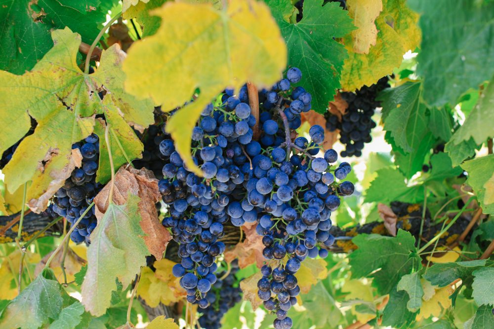 horse riding holiday Barossa Valley