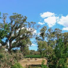 horse riding holiday Barossa Valley