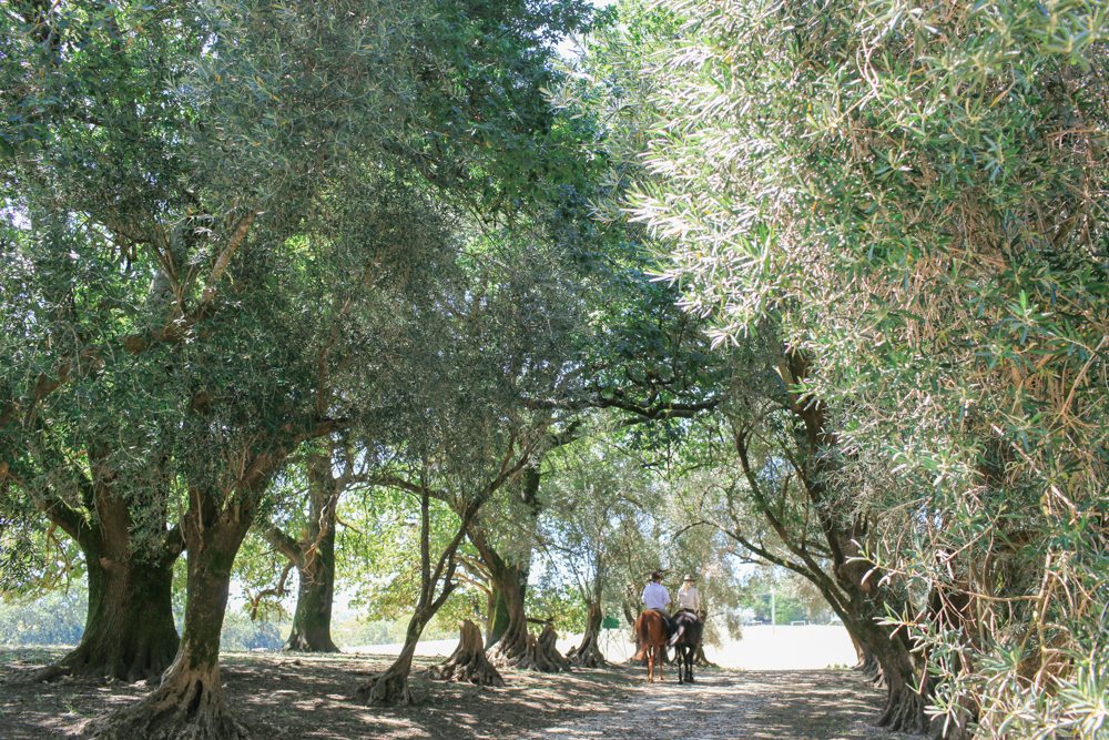 horse riding holiday Barossa Valley