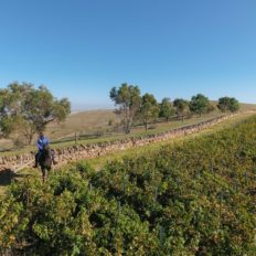 horse riding holiday Barossa Valley
