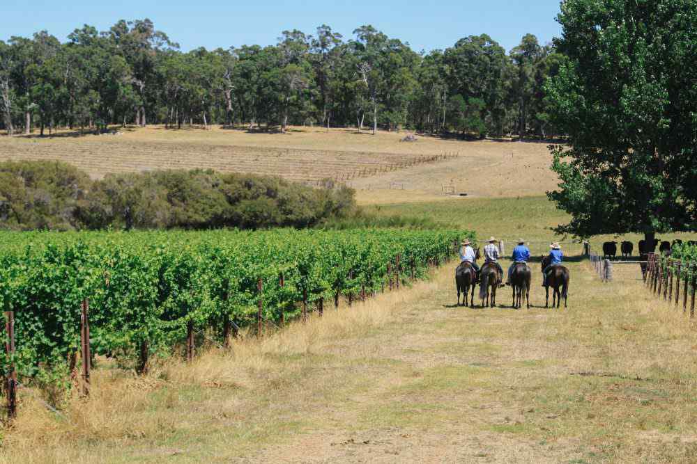 The Margaret River Ride Horse Riding Holidays and Safaris