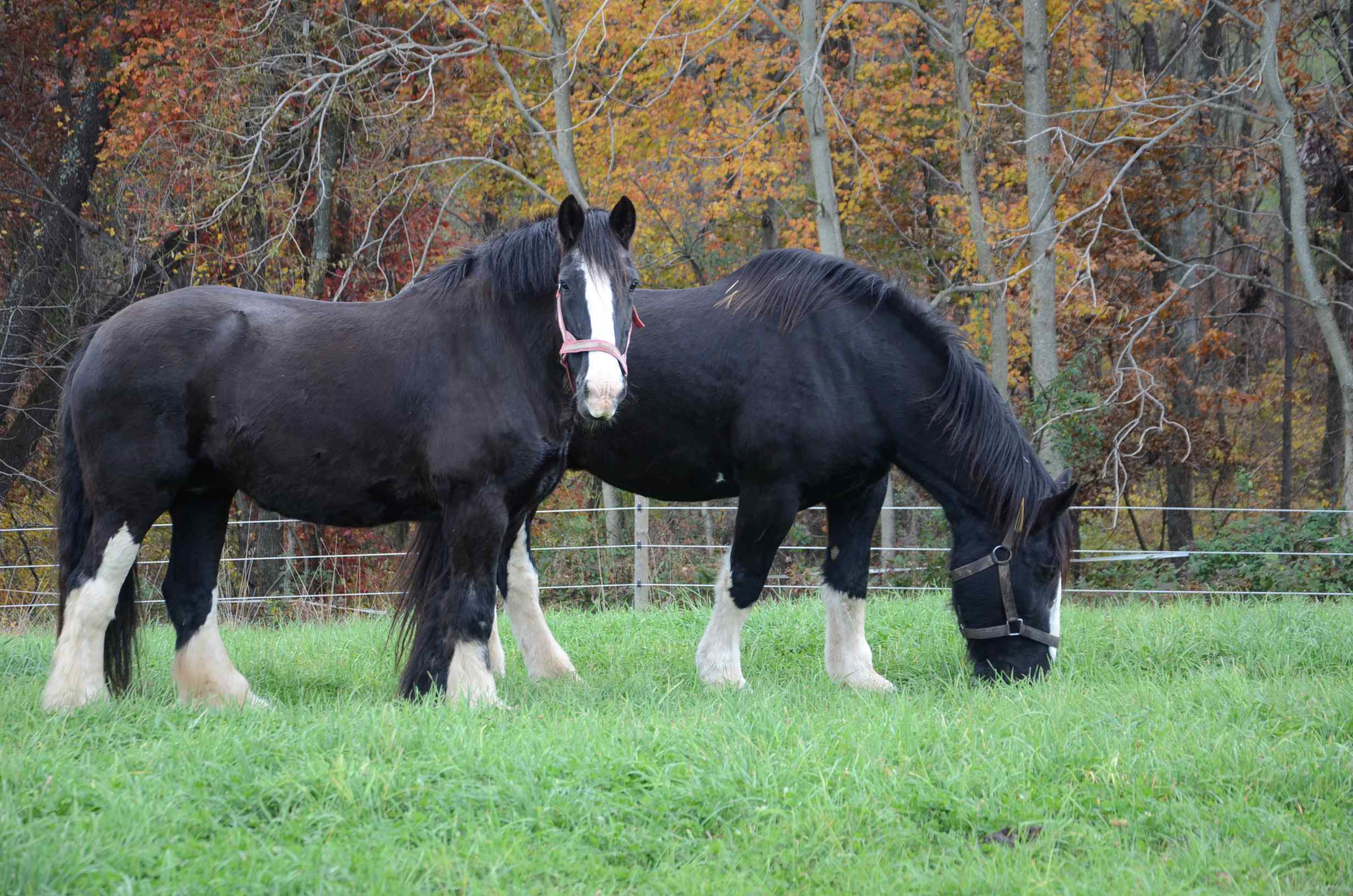 Belgian draught PM_iEquine Horse Riding Holidays and Safaris