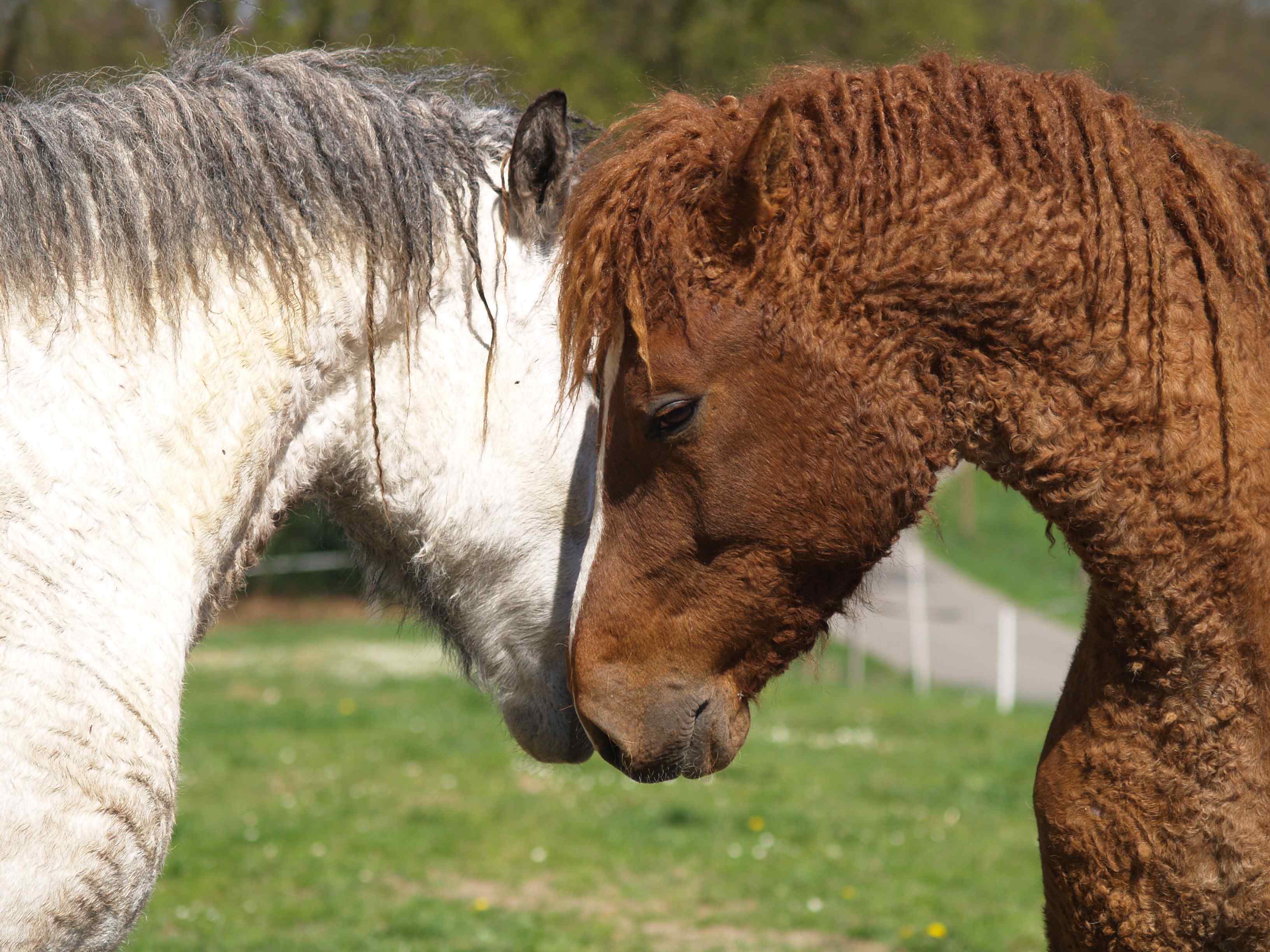 Horse Breed: Bashkir