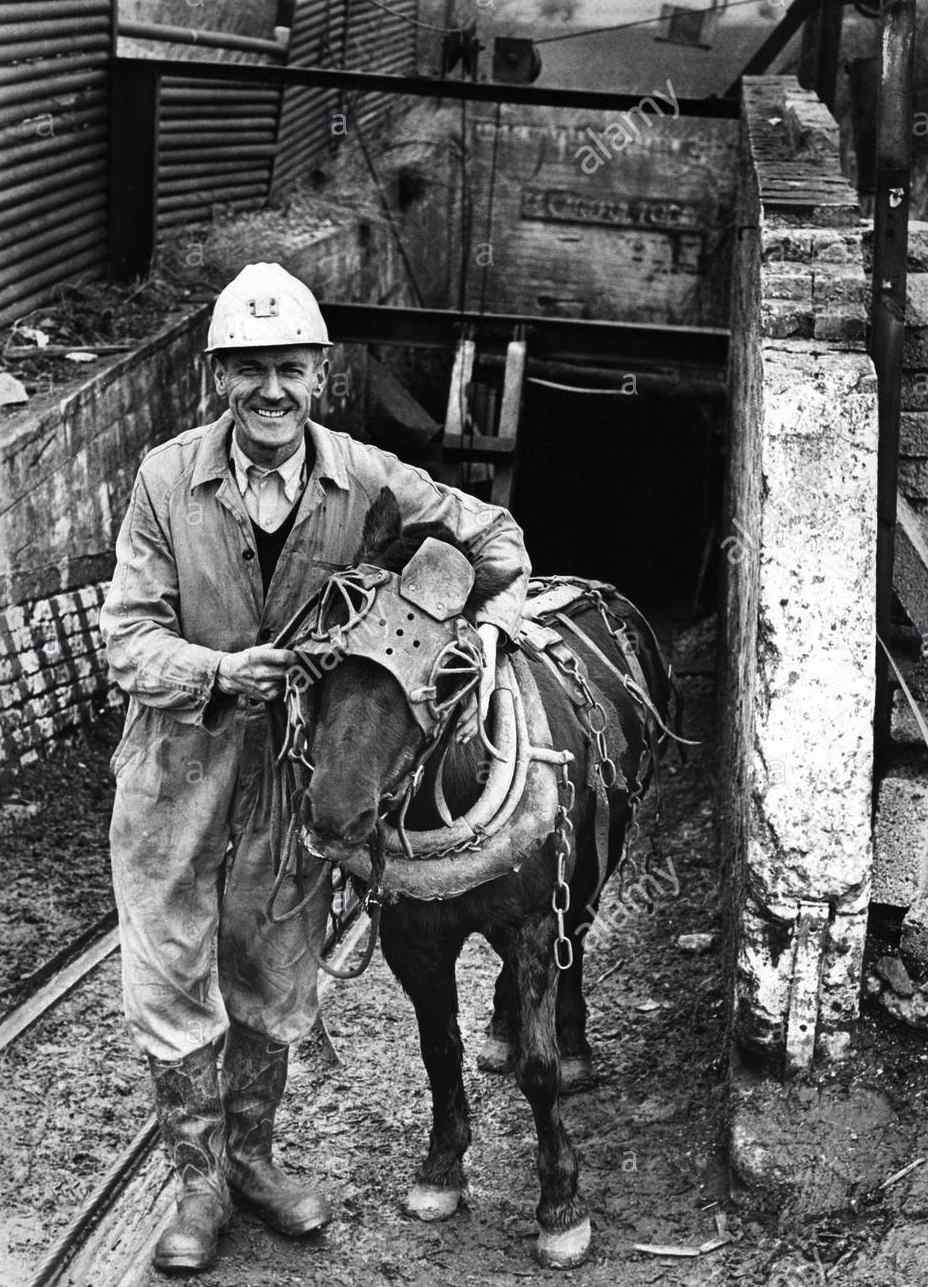 Ride The Pony >> Pit Ponies Ride The Pony >> Pit Ponies