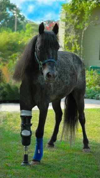 meet molly hurricane katrina survivor