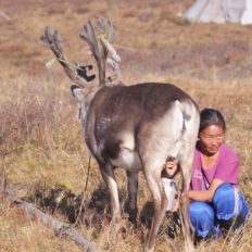reindeer people mongolia