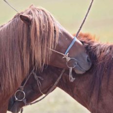 horse riding holiday mongolia
